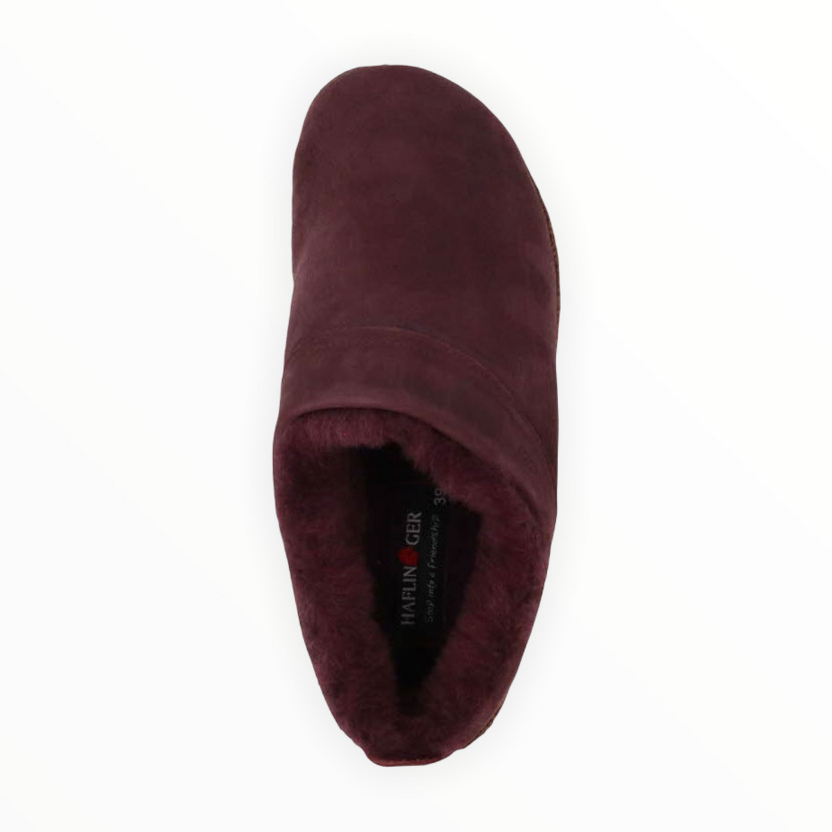 Haflinger - Snowbird